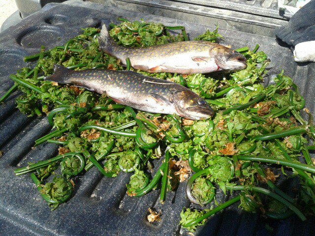Fish and Fiddleheads